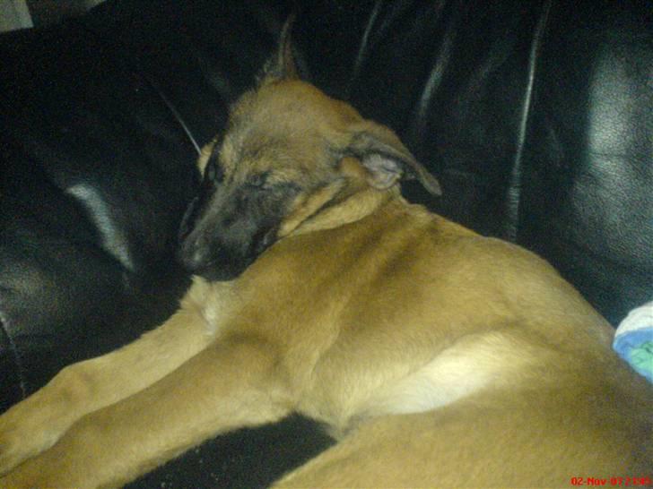 Malinois Tulle R.I.P - Så er det tid til en lille midagslur :) Zzzz billede 6