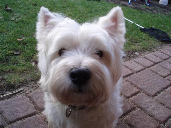 West highland white terrier pino - velkommen til pino´s profil.. Lig da en kommentar til den dejlige hund...DER KOMMER MENGE FLERE BILLEDER I MORGEN...!! billede 1