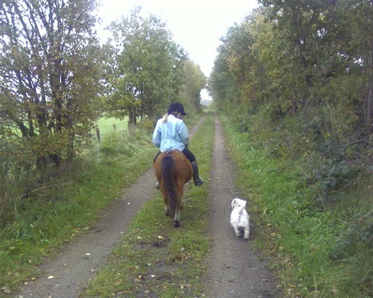 West highland white terrier pino - Ude og gå tur sammen med hesten.. billede 3