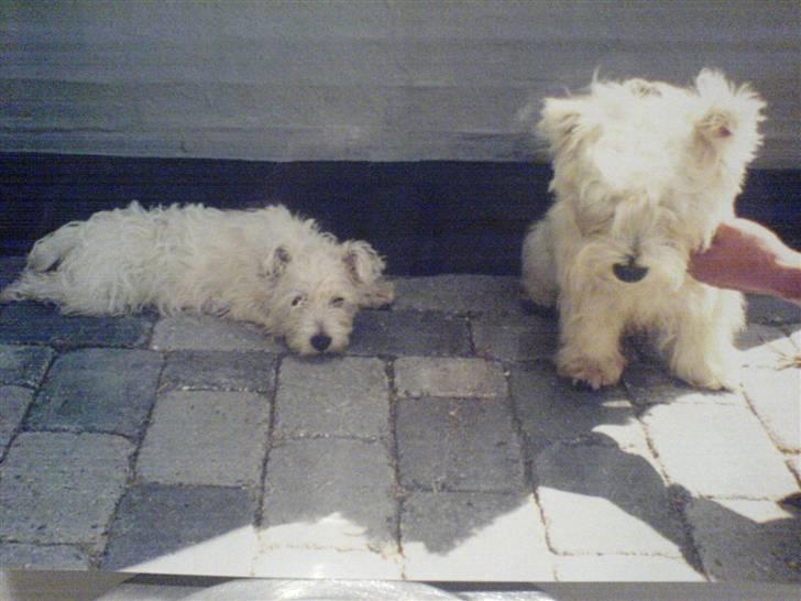 West highland white terrier pino - Pino og hans bedste ven coco..  billede 5