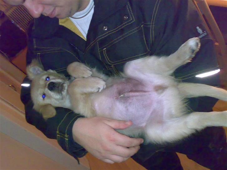 Golden retriever Balder - 11 uger billede 9