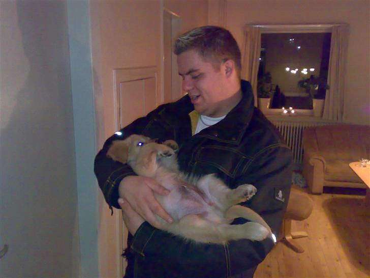 Golden retriever Balder - 11 uger billede 10