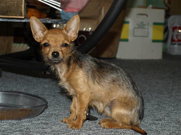 Blanding af racer *Cirkeline, fars lærling* - Cirkeline.....21/maj.2008 billede 13