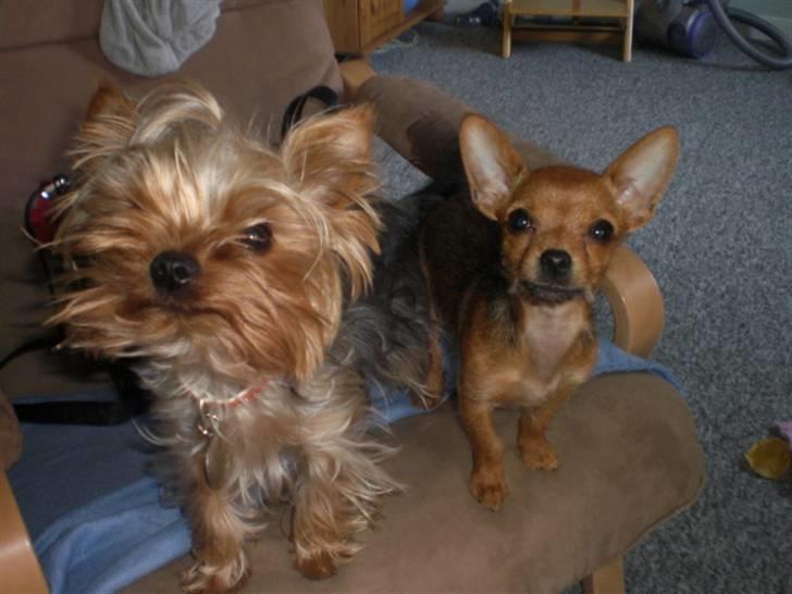 Blanding af racer *Cirkeline, fars lærling* -  Cirkeline smuksakken og hendes far... billede 14