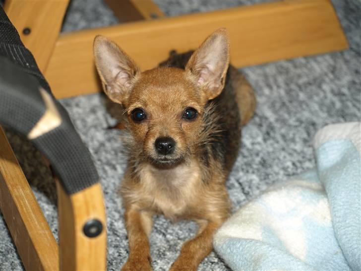 Blanding af racer *Cirkeline, fars lærling* - Søde Cirkeline, du er simpelthen ssåå sød...og smuk......Smil... billede 15