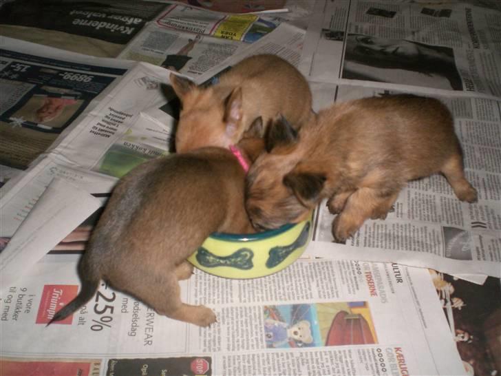 Blanding af racer *Cirkeline, fars lærling* - Altså, den sidste er miiiiin......Vræææl, giv mig deeen.... billede 16