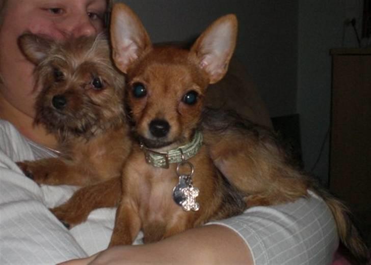 Blanding af racer *Cirkeline, fars lærling* - Her sidder den lille prinsesse Cirkeline og prinsesse Pippi....Sååååå smukke.....20. feb. 2008 billede 17