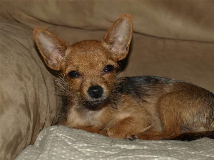 Blanding af racer *Cirkeline, fars lærling* - Se hvor lille prinsessen er.....Smil....Og hvor langhåret hun er blevet...Smil... billede 18