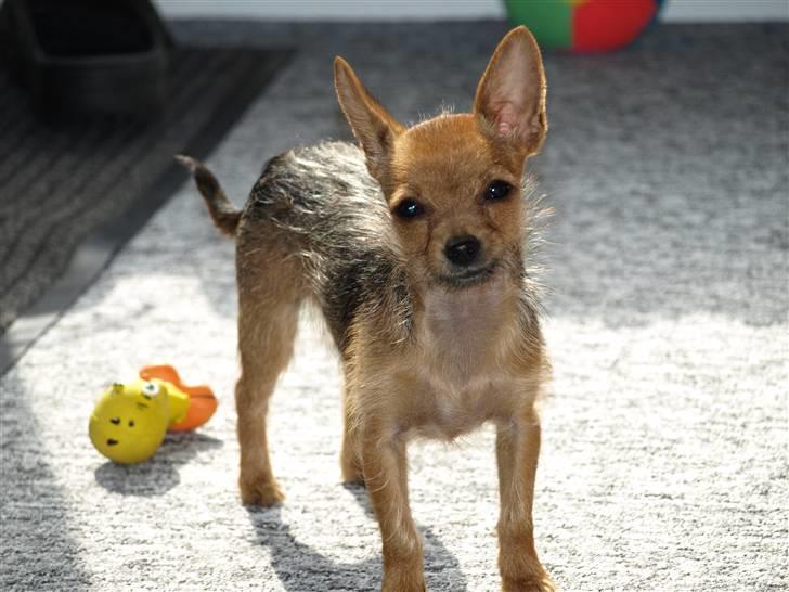 Blanding af racer *Cirkeline, fars lærling* - Cirkeline bliver bare smukkere og smukkere......Smil.... ....Ved at være voksen at se på.....21/maj.2008... billede 19