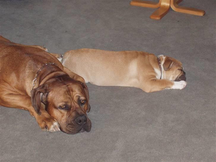 Engelsk bulldog Arnold - Hvornår skal vi sove ? billede 7