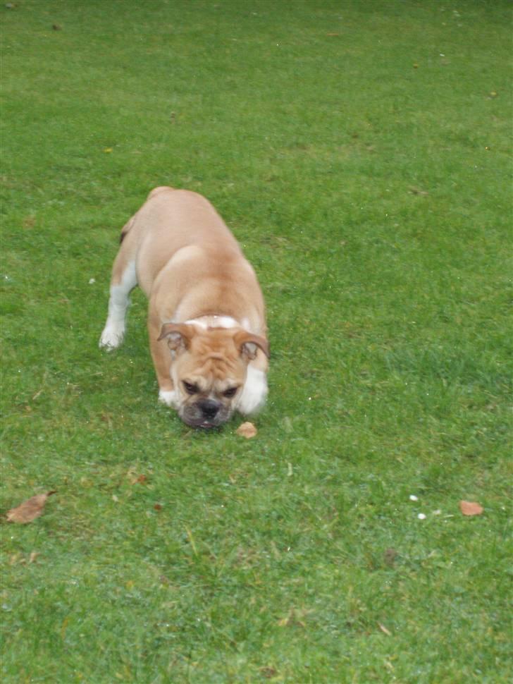 Engelsk bulldog Arnold - Hvor er den? billede 8