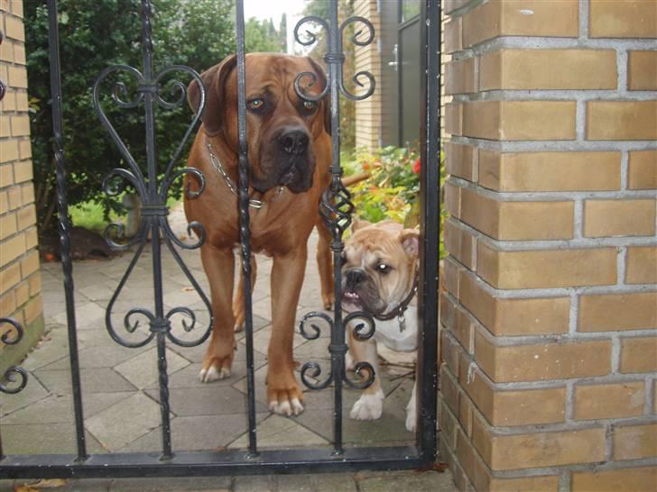 Engelsk bulldog Arnold - må vi ikke komme ud? billede 9