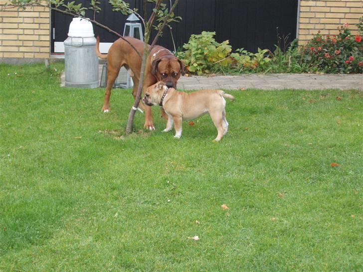 Engelsk bulldog Arnold - hehe billede 10