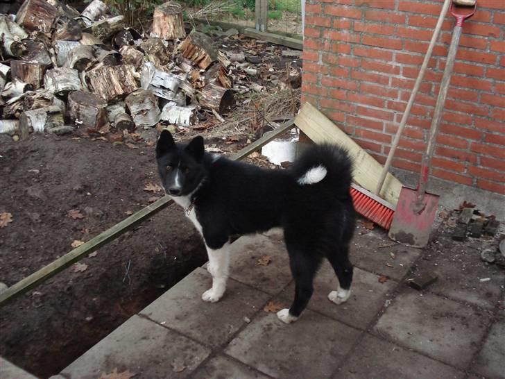 Karelsk bjørnehund Timber billede 19