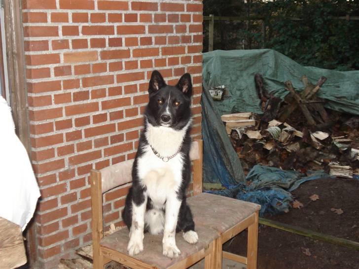 Karelsk bjørnehund Timber billede 20