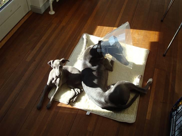 Italiensk mynde Fergie - Vi ligger og daser i solen billede 5