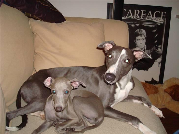 Italiensk mynde Fergie - Det var ikke os der gjorde det... billede 6