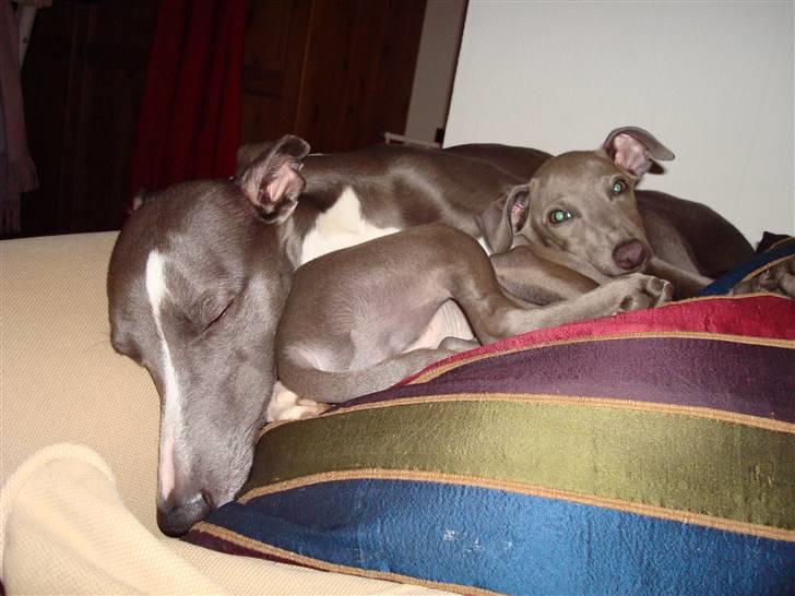 Italiensk mynde Fergie - Dejligt at putte sammen billede 7