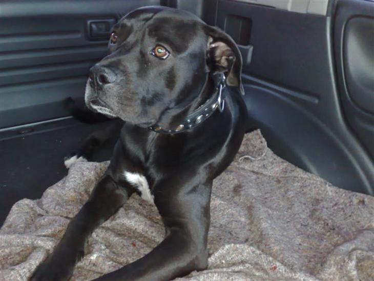 Blanding af racer Koda billede 1