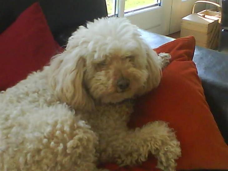 {{currentPhoto.altText}} billede {{currentPhoto.number}}