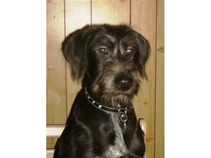 {{currentPhoto.altText}} billede {{currentPhoto.number}}