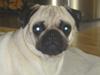 Mops Tronkærs Pearl Princess 