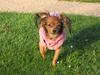 Russisk toy terrier Zosja [ Himmelhund]