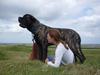 Mastiff faust