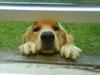 Golden retriever Luna