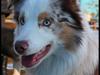 Australian shepherd Felix [ Himmelhund]