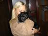 Schapendoes Odie( Camagis Mercedes)