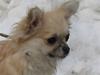 Chihuahua Mille (Dolce) 
