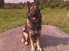 Schæferhund Titan [ Himmelhund]