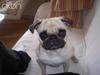 Mops Ingeborg