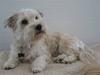Bichon havanais Valborgs Flora (Lupe)
