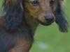 Dværggravhund Lulu