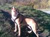 Amerikansk staffordshire terrier Charlie