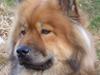Eurasier Bella