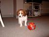 Kooikerhondje Baschko`s Felicia