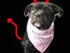 Staffordshire bull terrier Coco