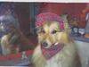 Shetland sheepdog Cinnamon