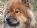 Eurasier Bella