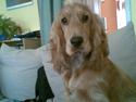 Cocker spaniel trunte