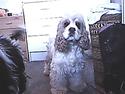 Amerikansk cocker spaniel mulle