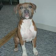 Amerikansk staffordshire terrier Kaiko