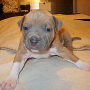 Amerikansk staffordshire terrier Kaiko