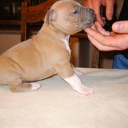 Amerikansk staffordshire terrier Kaiko