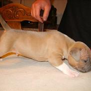 Amerikansk staffordshire terrier Kaiko