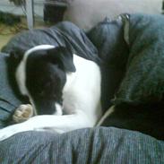 Blanding af racer Didi