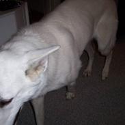 Hvid Schweizisk Hyrdehund Raia RIP